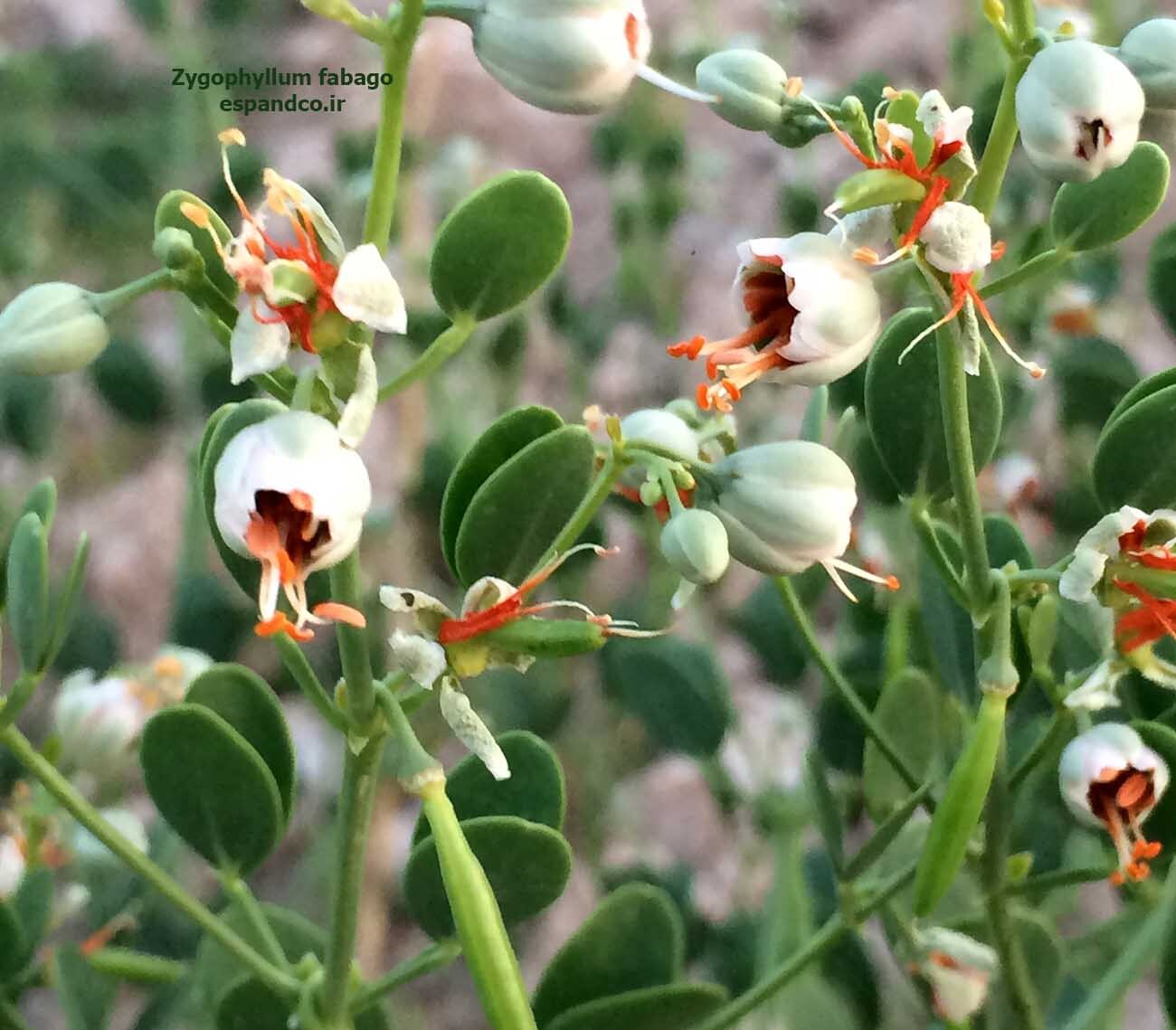 قیچ لوبیایی